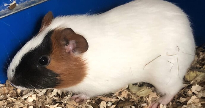 Realm25_Guinea_Pig