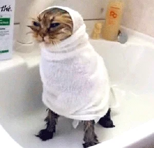 Cat Bath GIF